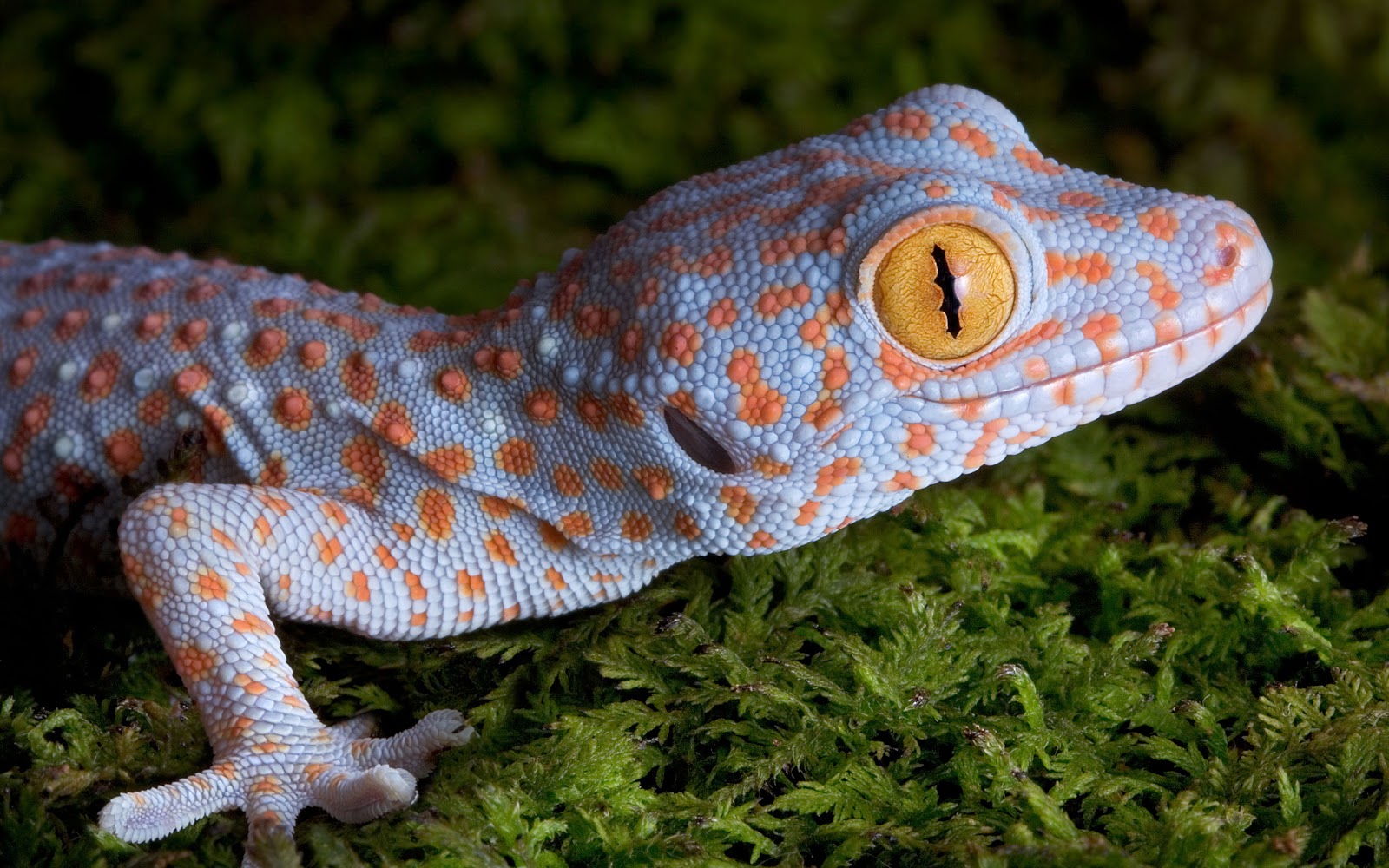 The Gecko Zone The Tokay Gecko