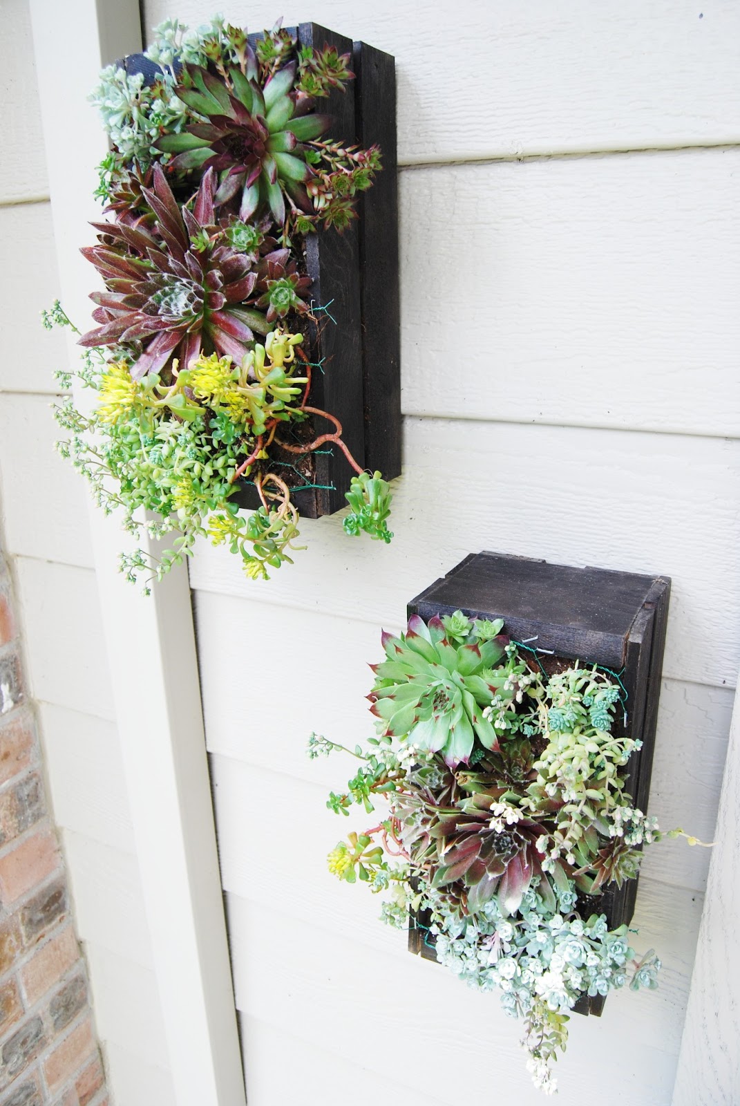 Vivacious Bee Vertical Succulent Plants