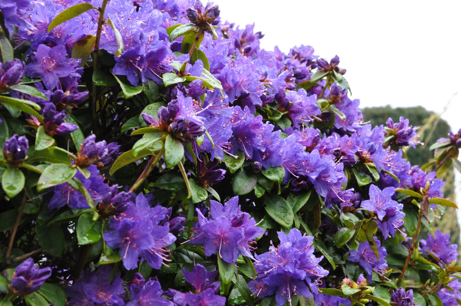 Blue Baron Rhododendron