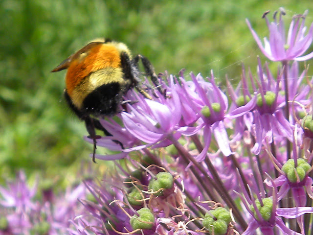 Bee on Allium, won't you?