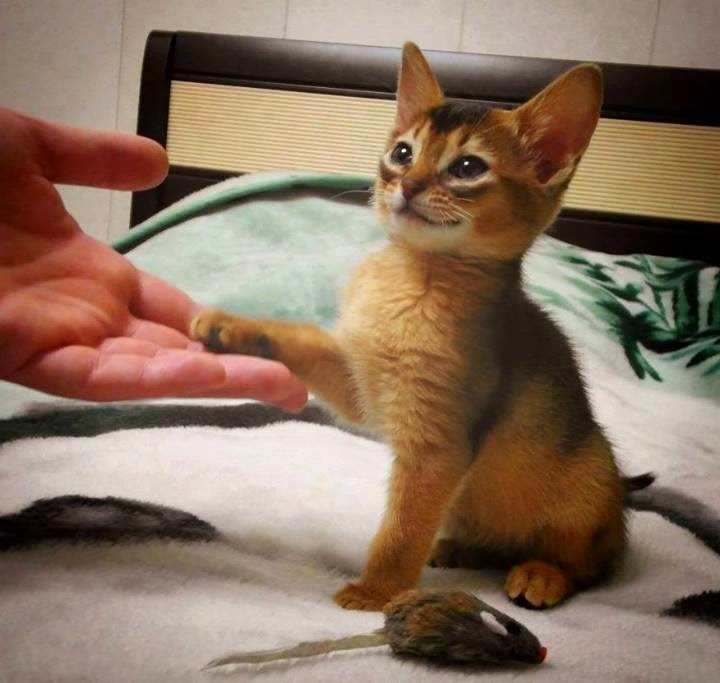 Funny cats - part 96 (40 pics + 10 gifs), cat pictures, kitten gives paw to human