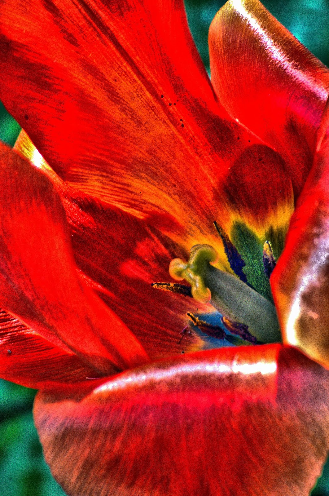 [Image: tulipunderpants.jpg]