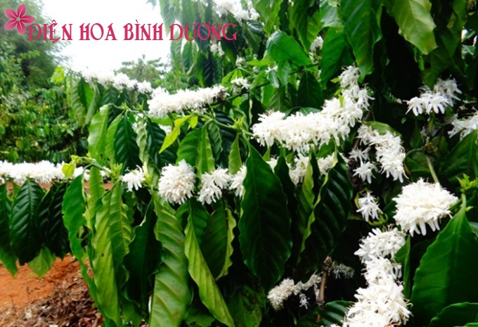 [Image: Dam-sac-huong-voi-hoa-ca-phe-trai-mua-3.jpg]