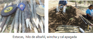 HUERTO DE CITRICOS: DISEÑO Y SISTEMAS DE PLANTACIÓN DE CÍTRICOS