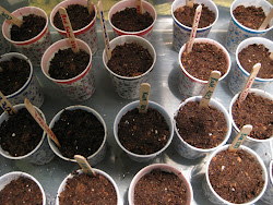 Starting From Seed