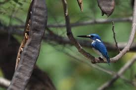 Ragam Burung Raja Udang Urang Urangan Jbbkicau