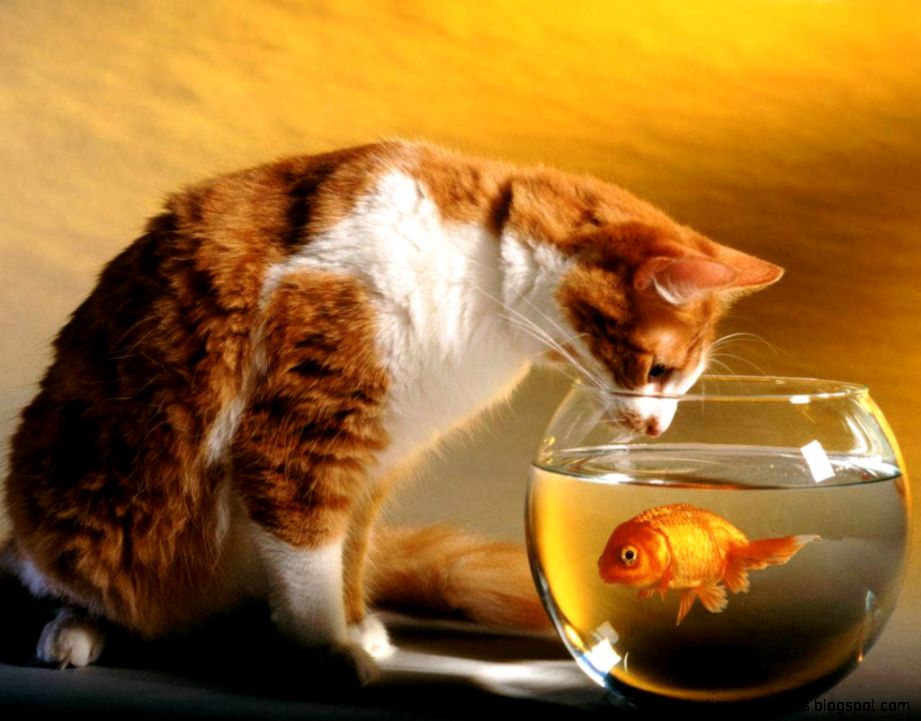 Funny Cats and Fish Funny Cats and Fish