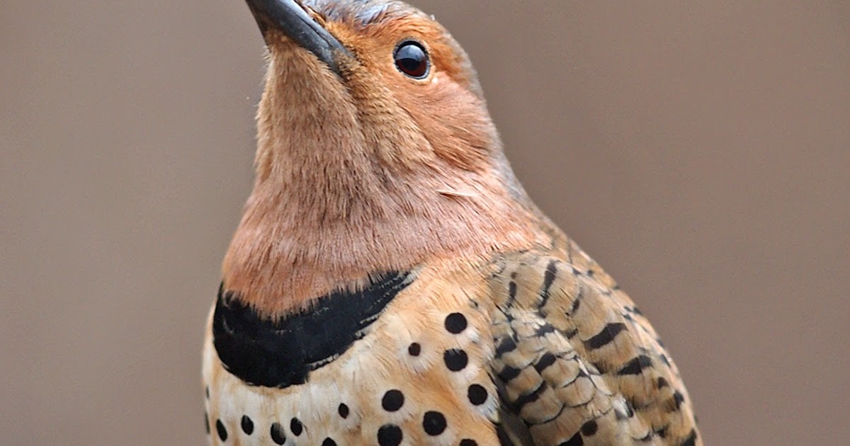 Good Life Northwest: Understanding Northern Flickers -- How to Deal