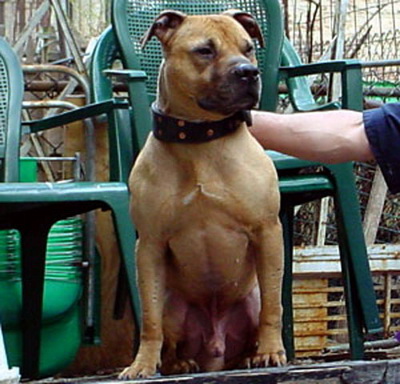 getting a new kitten tips