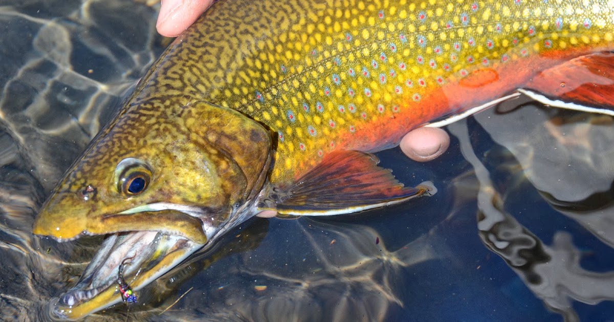 The Chimera Fly Fish Food Fly Tying and Fly Fishing