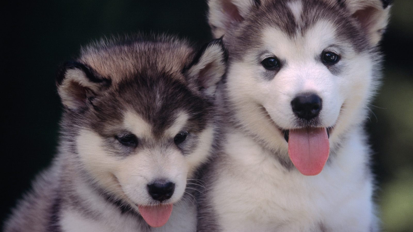 The dog in world Very beautiful wallpaper puppy dogs very beautiful wallpaper puppy dogs