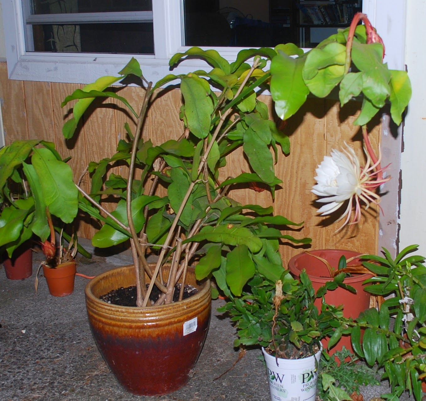 Growing Greener in the Pacific Northwest Epiphyllum in