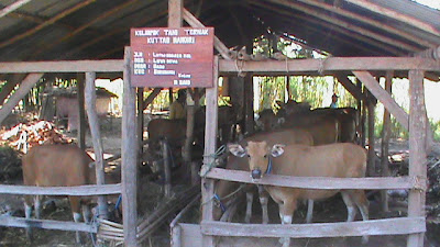 kondisi sapi lewi dewa