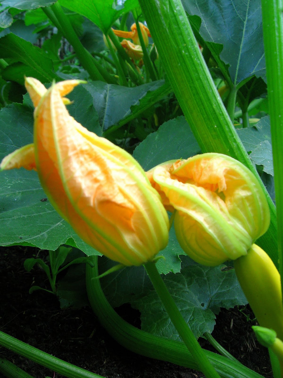 sweetsugarbean Savouring Summer Zucchini Flowers Stuffed with