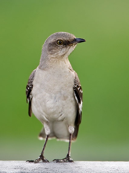 bird list pictures and information bird list pictures and information