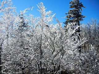 Frost on the trees at Newfound Gap Overlook