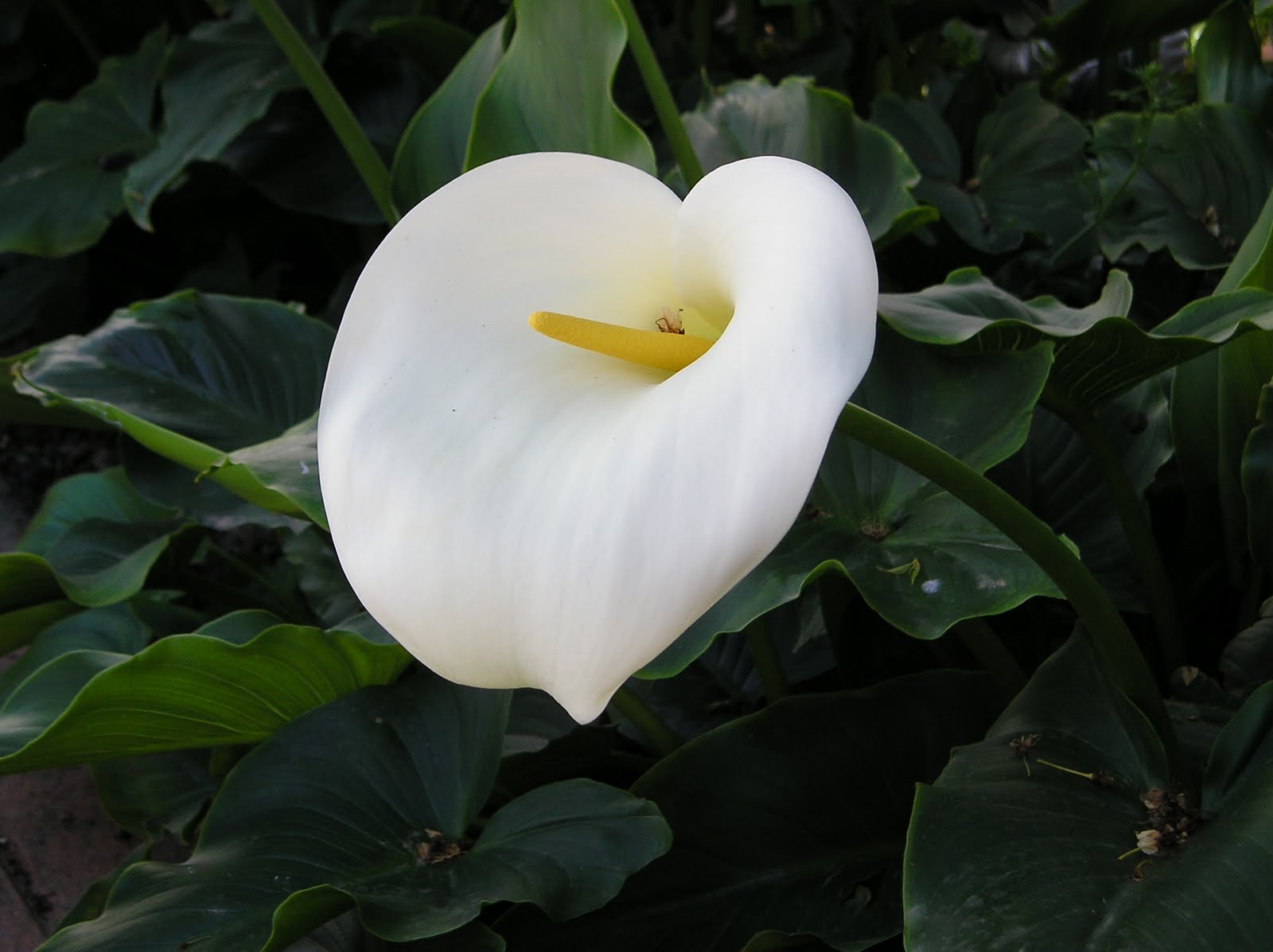 FLORES Y PLANTAS: CALA BLANCA