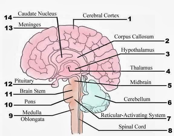 Brain Mind A To Z Basic Neuroanatomy For The Beginner