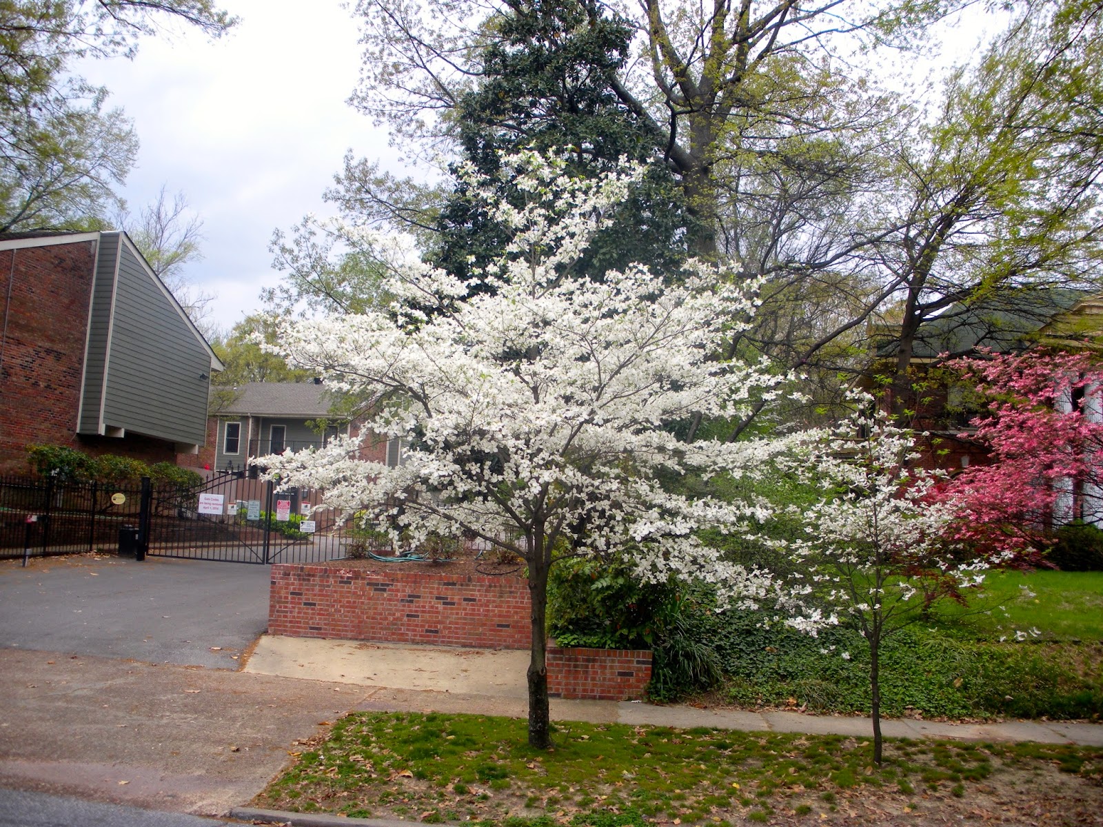 Chestnut Tree Nursery Belvedere Thenurseries Chestnut Tree Nursery Belvedere Thenurseries