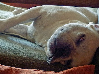 Pappy Life 涼 そうめんかぼちゃ