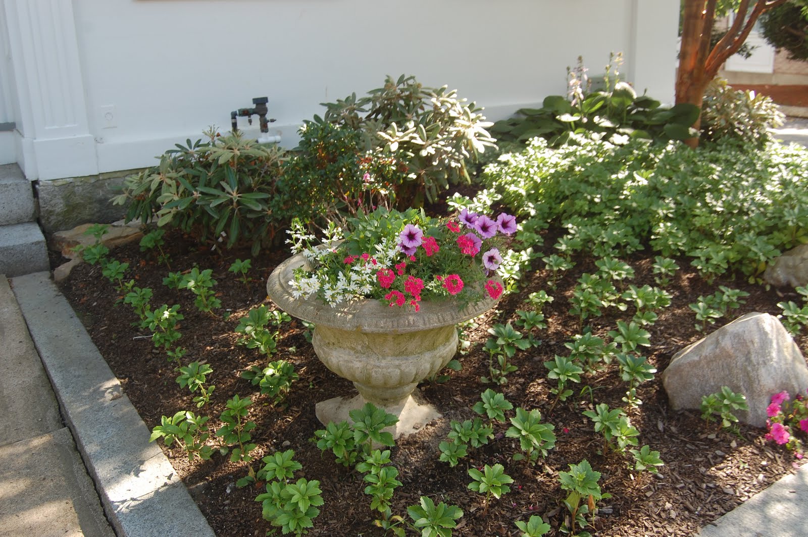 Sprouts Flowers Around Town ManchesterByTheSea,Cape Ann, MA.