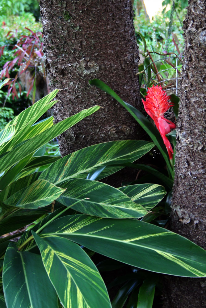 The Rainforest Garden Billbergia Pyramidalis, AKA 'Bubble Gum Cotton