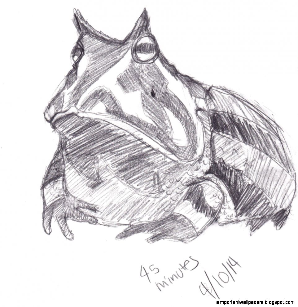School sketch Amazon horned frog by Ice Nimbus on DeviantArt School sketch Amazon horned frog by Ice Nimbus on DeviantArt
