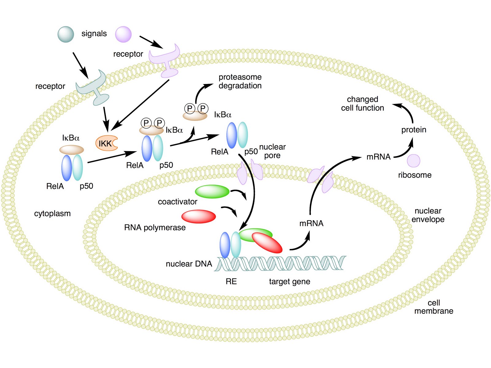 Biochemical cell signals quantified for first time
