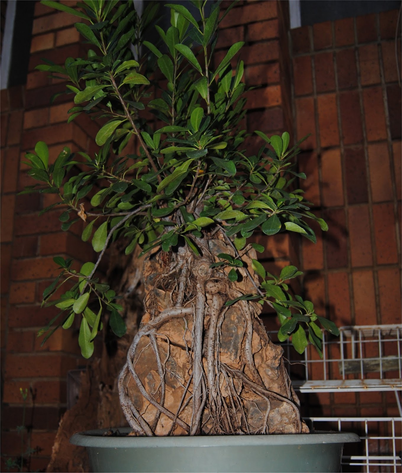 LENNARD'S BONSAI BEGINNINGS. Experimental root over rock/root clinging to rock technique.