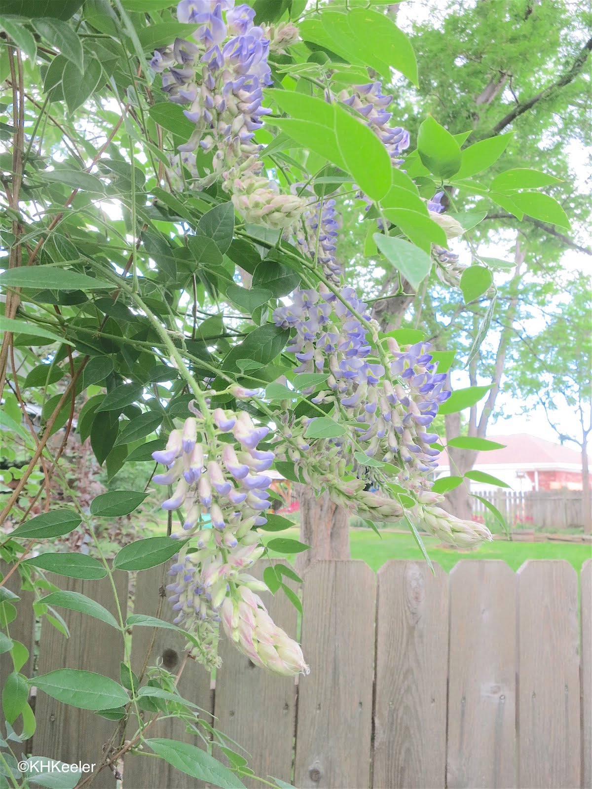 A Wandering Botanist Plant Story Wisteria Big Purple Flowered Vines
