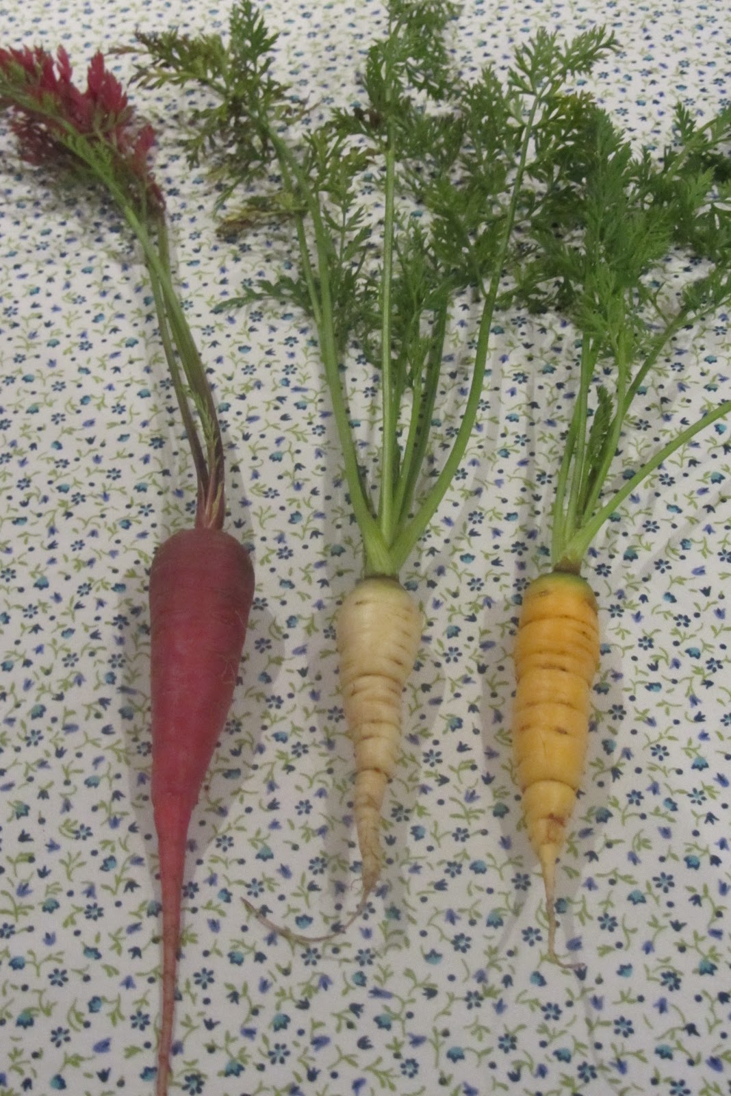 Hortelanodetabio Zanahorias de colores