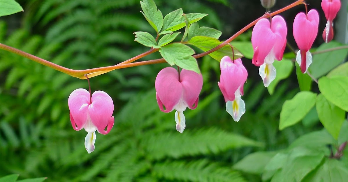 Gardening And Nature Therapy Bleeding Hearts Plant Review