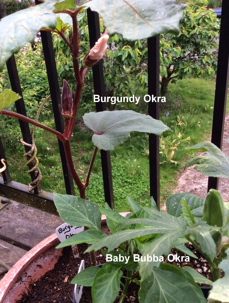 Growing Greener in the Pacific Northwest Okra. 5.3.14