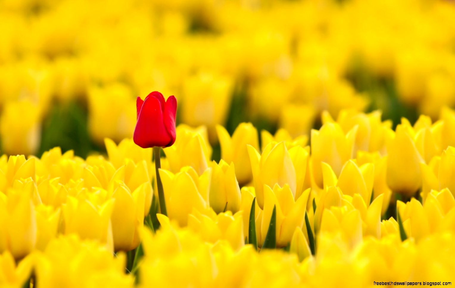 Spring Red Yellow Tulips Hd Wallpaper Desktop 1680x1050PX Tulips Spring Red Yellow Tulips Hd Wallpaper Desktop 1680x1050PX Tulips