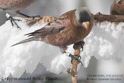 Rosy Finch in one of its favorite environments - snow