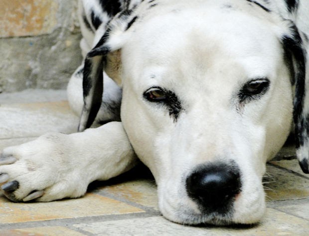 Animais e o Espiritismo: Os cães podem ver espíritos?