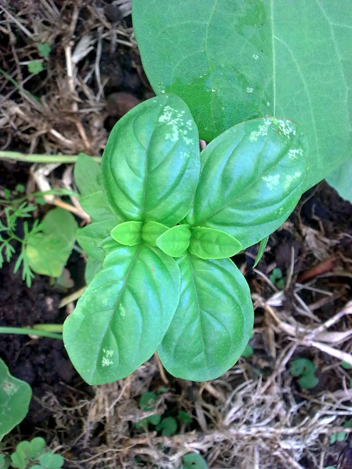 companion planting organic gardening green finger tips