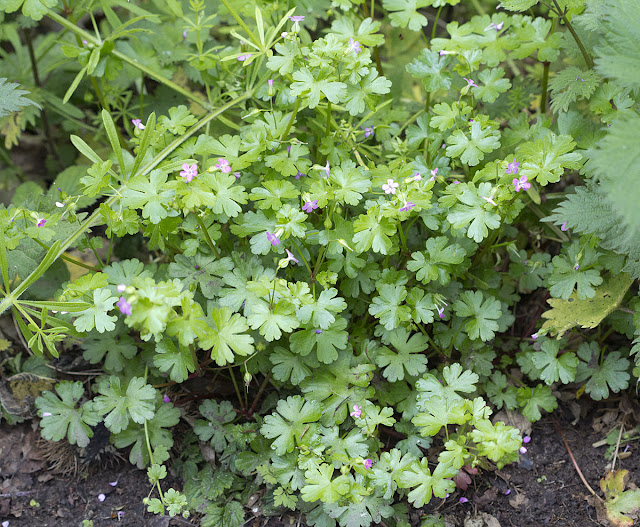 Shining Crane's-bill, Geranium lucidum.  Joyden's Wood, 12 May 2012.