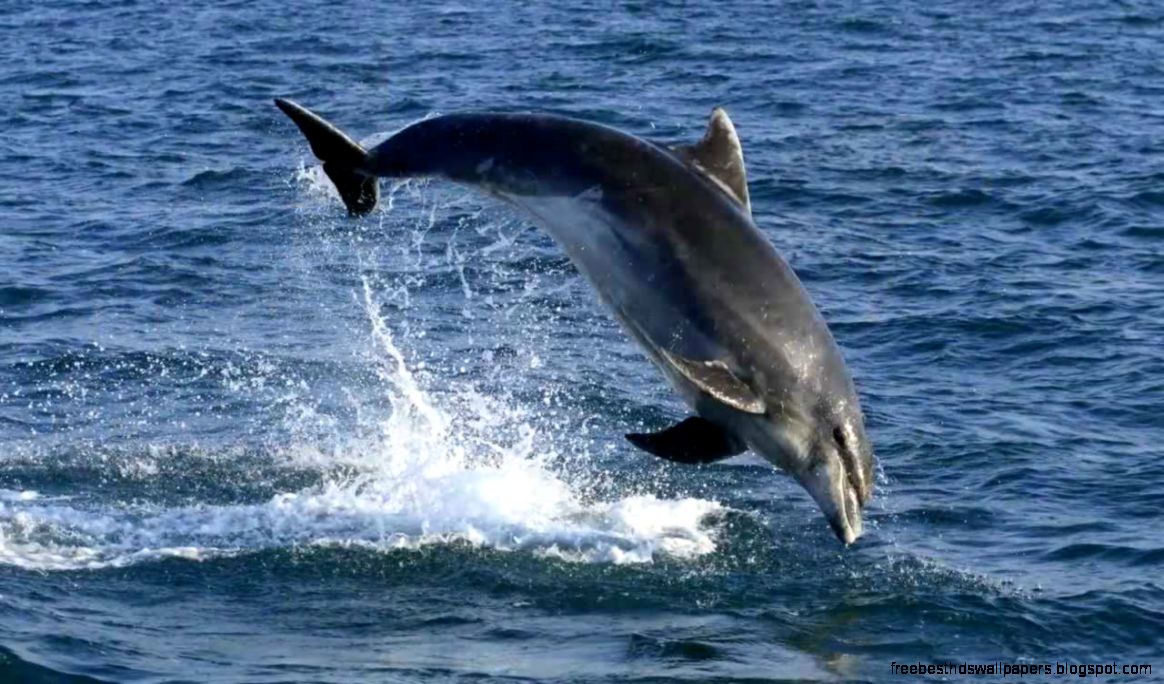 Cardigan Bay wildlife and scenery YouTube Cardigan Bay wildlife and scenery YouTube