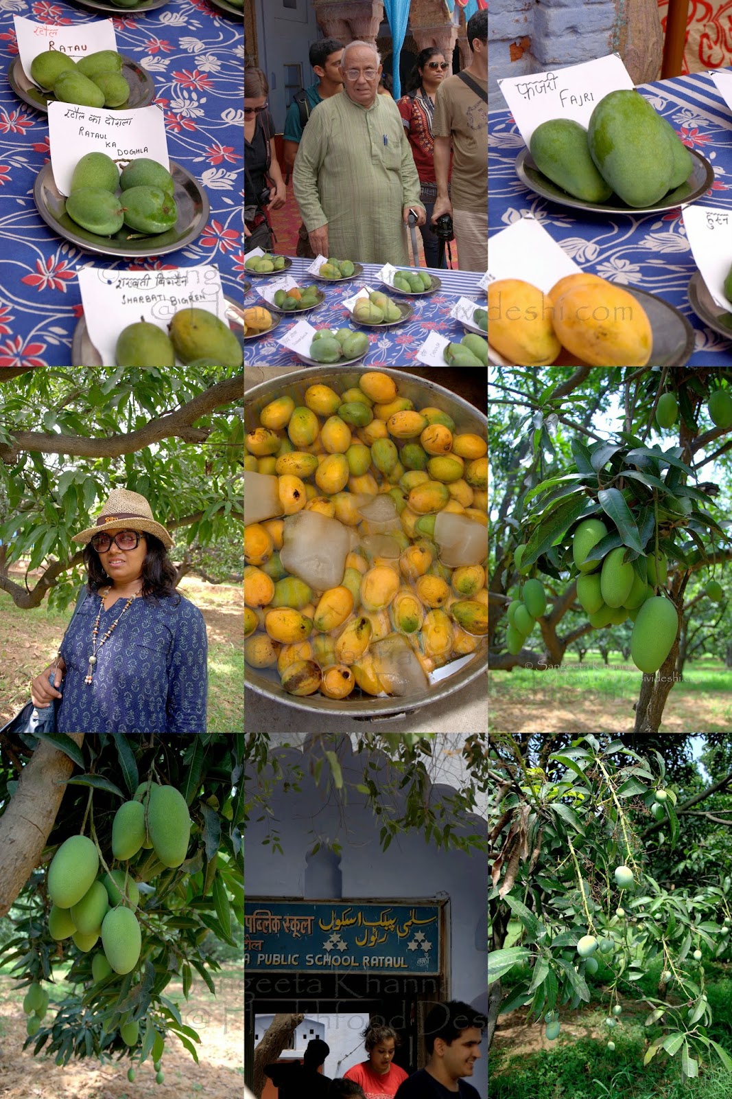 Mango orchards 