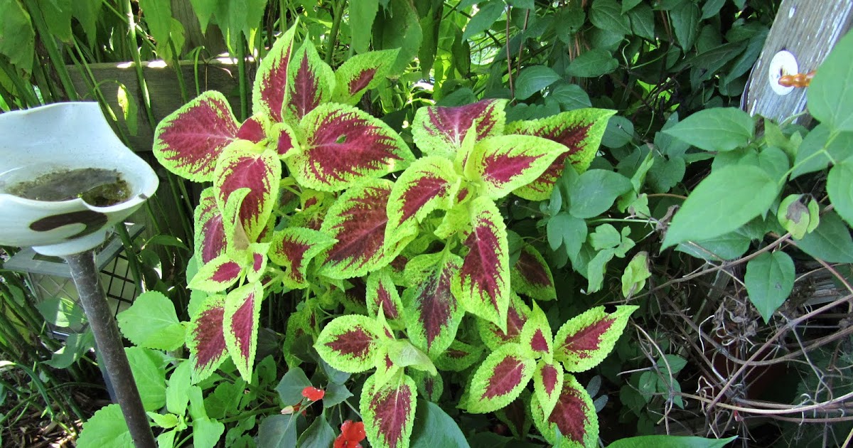 Cheesehead Gardening Coleus Care