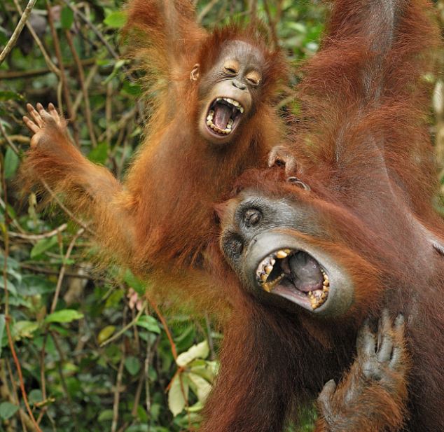 laughing orangutan