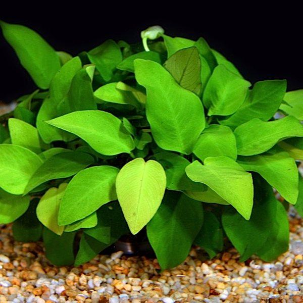 AquaBie Plant Anubias Nana (Dwarf Anubias)