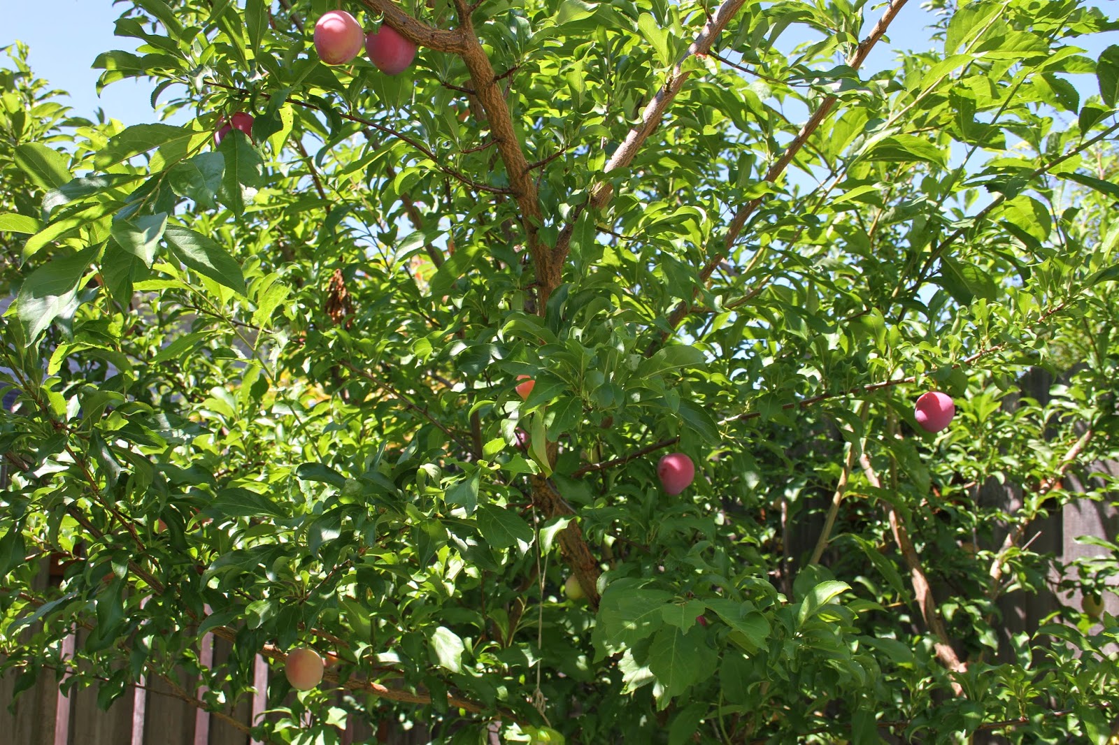 Tasty Travels... food talks, I listen Late July Garden Tour Part 1