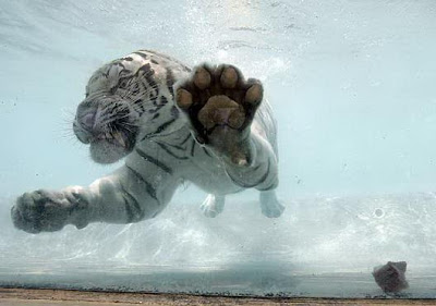 White tiger pictures
