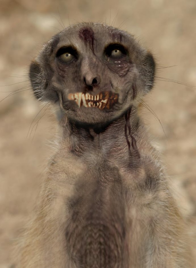 zommeerkat.jpg