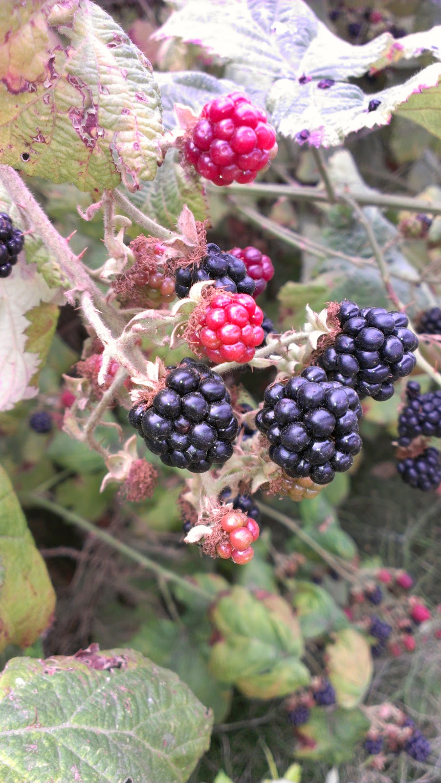 The Adventures of Arcly and Elo Vancouver Post 1 Blackberry picking