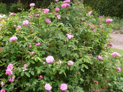 Ma Planete Jardin La Taille De La Spiree D Ete