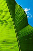Sunny Banana Leaf  - Nature Photography