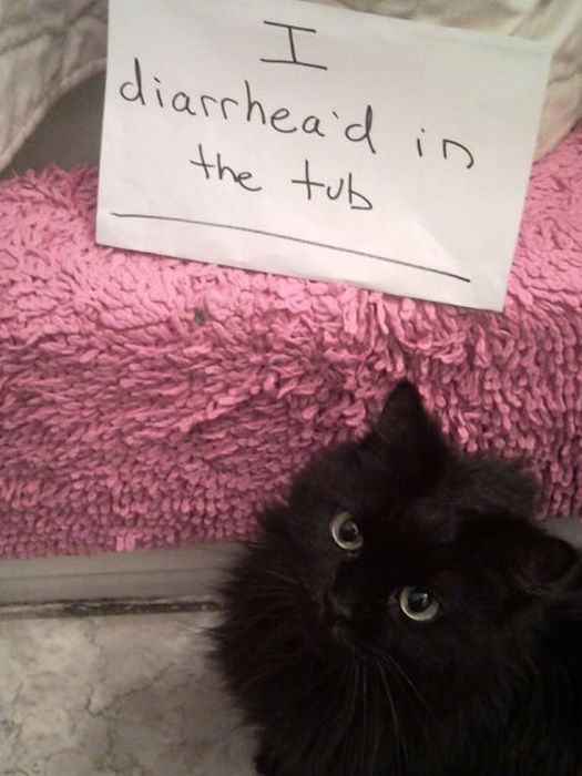 Cat Shaming Funny Cat Shaming Funny